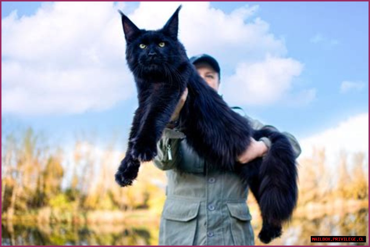 The Ultimate Guide To Armando Bukele Kattn: His Legacy And Impact